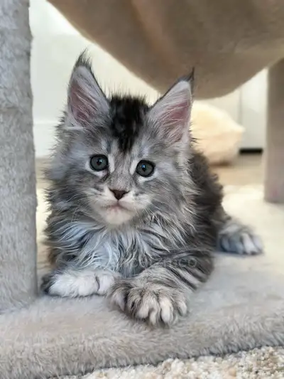Purebred Maine Coon Kittens, View more