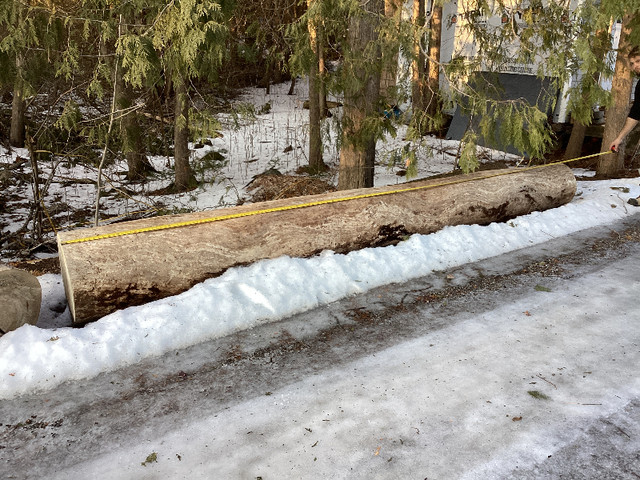 Elm Log 15' long with no knots, good for lumber, furniture? in Other in Kawartha Lakes - Image 3