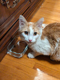 Found orange and white kitten