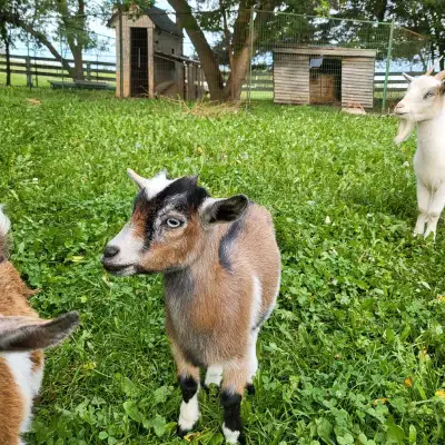 Miniature goat, View more