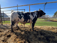 3/4 Simmental speckle Park Bull