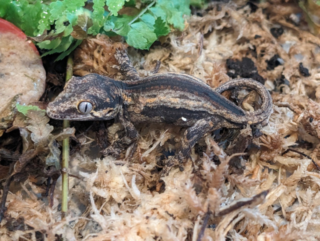 Gargoyle Gecko Hatchlings in Reptiles & Amphibians for Rehoming in Vancouver