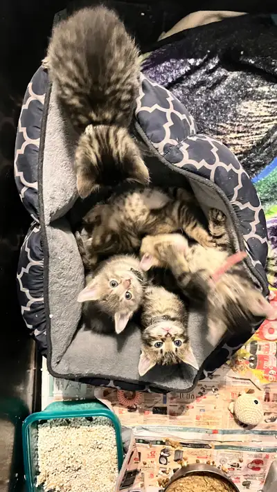 Chat bengal, View more