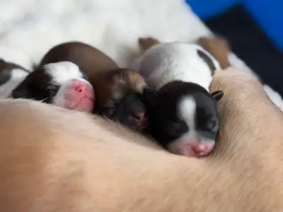 Shitzu/Chi/Yorki Pups! Available April 24th!, View more