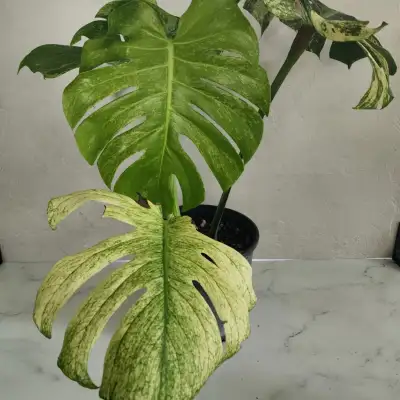 Unrooted wetsick $200 Rooted wetstick $460 Plants 1-2 big leaves $600