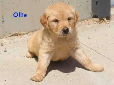 golden retriever x lab.  Just boys available, View more