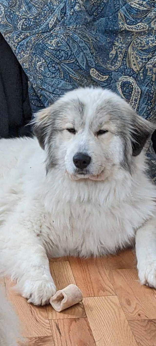 Montagne des pyrénées  dans Chiens et chiots à adopter  à Saguenay - Image 4