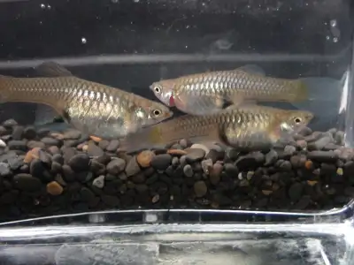 Pregnant and ready to Blow female Black Bar Endler's, View more