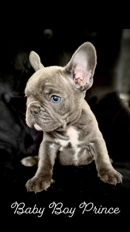 French bulldog in Dogs & Puppies for Rehoming in Chilliwack