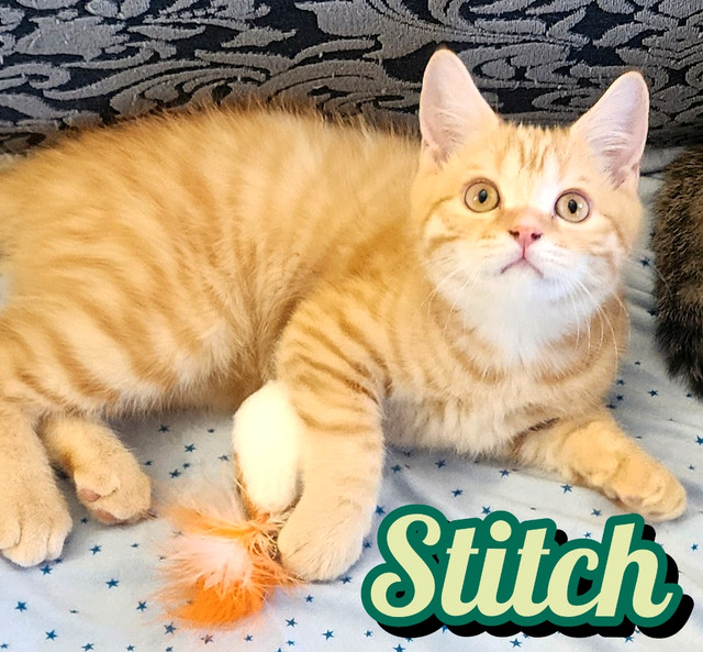 Scottish Straight Shorthair looking for new home! in Cats & Kittens for Rehoming in City of Toronto