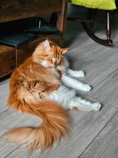 1 Chat mainecoon et1 scottish fold a vendre, View more