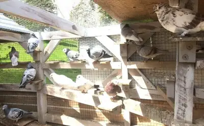 PIGEONS FOR SALE - PICKERING, View more
