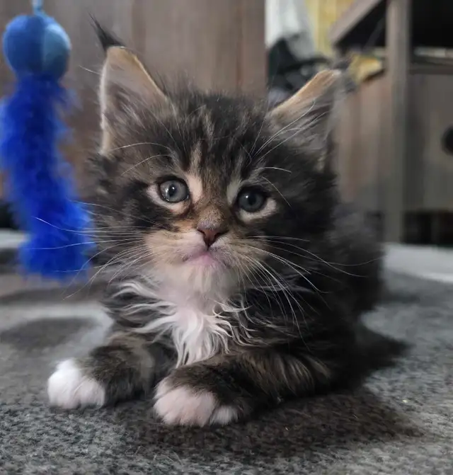 Maine Coon male 3 mois. Enregistré bleu tabby