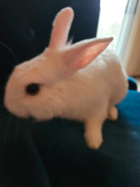 Two male bunnies: 1yo and 3 months young, need a new home
