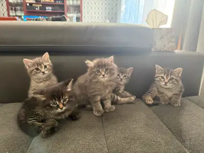 Maine Coon Bengal Mix kittens Healthy & Lively, View more