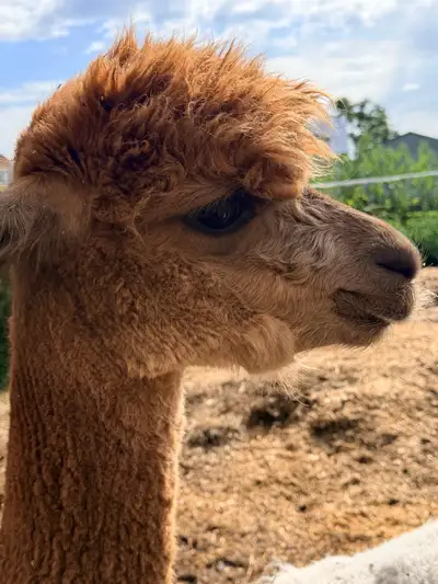alpacas females , View more