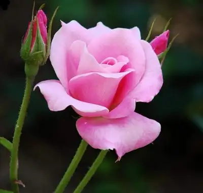 Caregiver  Needed, View more