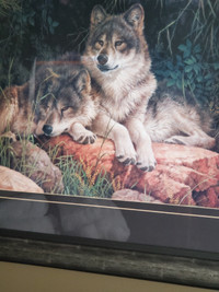 Wolf Picture