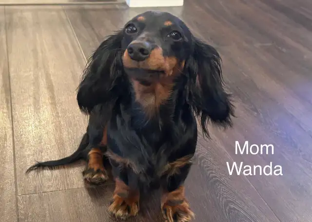 adorable Long Haired Miniature Dachshund in Dogs & Puppies for Rehoming in Mississauga / Peel Region - Image 9