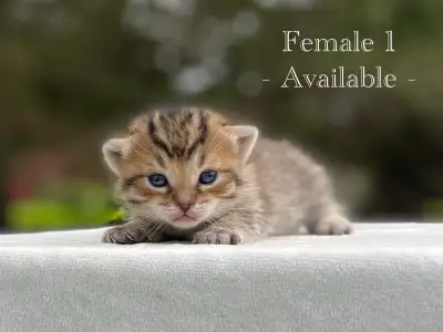 Adorable Kittens for Sale! 4 Reservations Available!, View more
