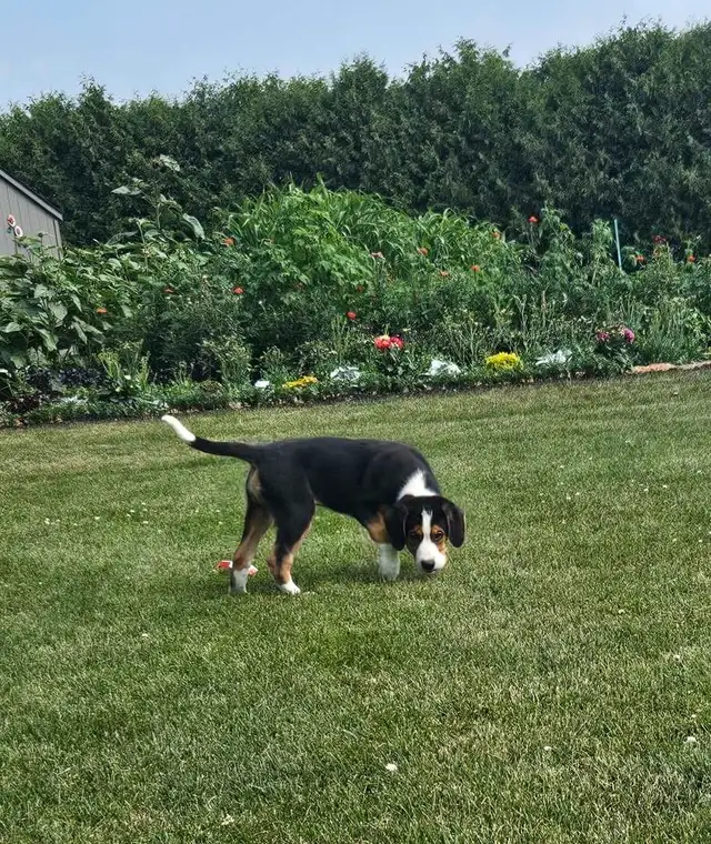 Walker Hound/Mountain Bernese cross in Dogs & Puppies for Rehoming in Kitchener / Waterloo - Image 5