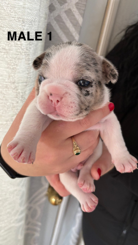 French Bulldog Puppies in Dogs & Puppies for Rehoming in Moncton - Image 2