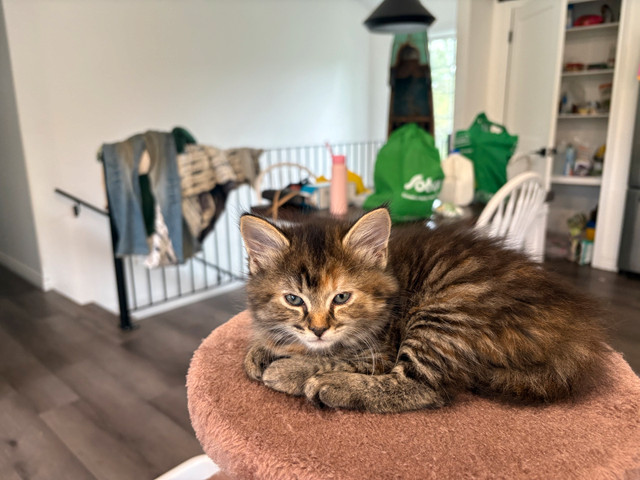 kittens to give away in Cats & Kittens for Rehoming in New Glasgow