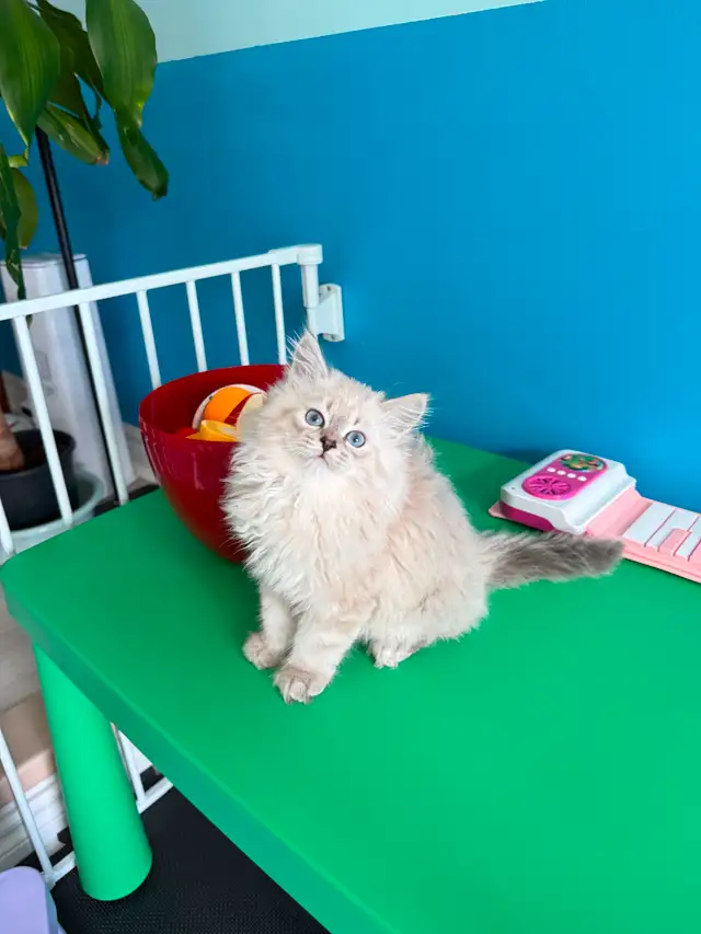 Pure Siberian kittens are available