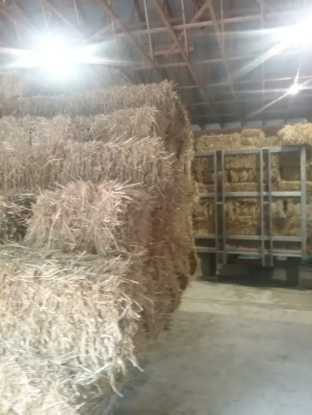 small straw bales in Livestock in Owen Sound - Image 3