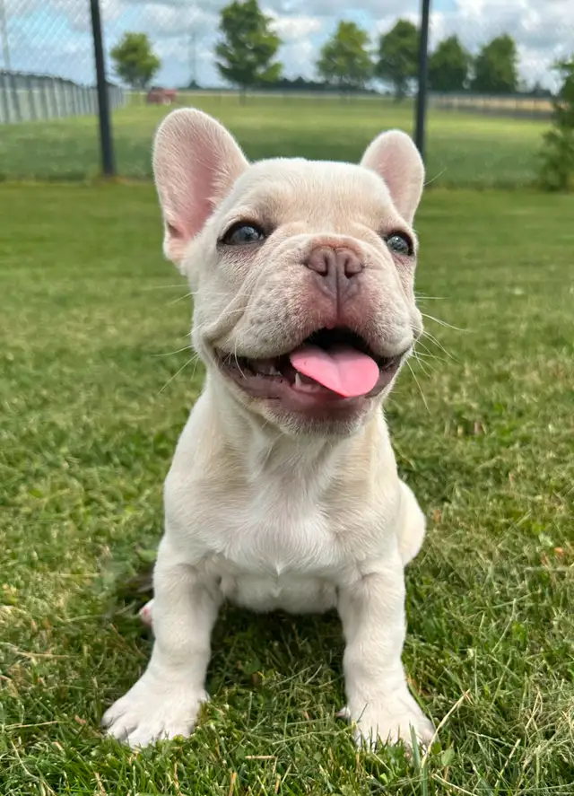 Adorable, Female, French Bulldog Puppy in Dogs & Puppies for Rehoming in London - Image 9