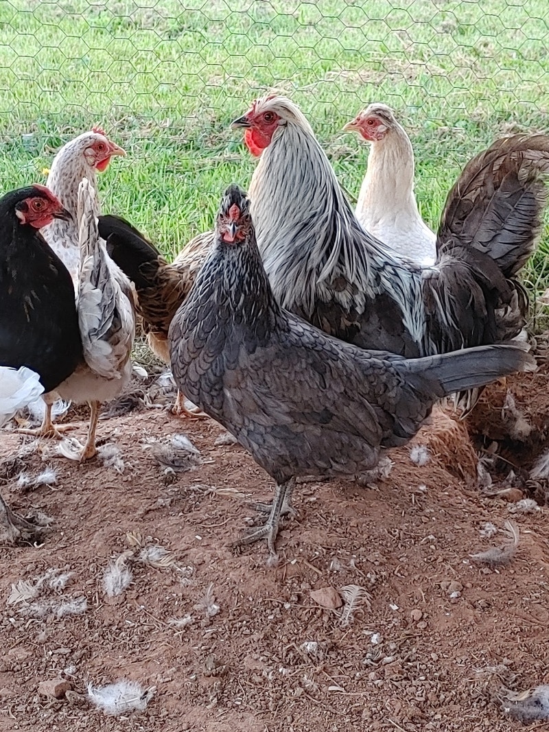 Chickens Wanted Livestock Charlottetown Kijiji