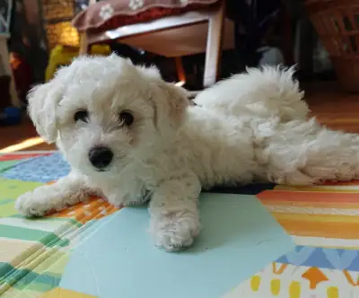 Purebred Bichon Frise Female | Only Puppy | Super Fluffy | Home Raised Meet our adorable little Bich...
