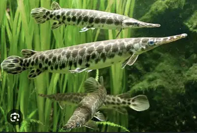 Hello I'm trying to find a Florida or spotted gar to add into my 250gal aquarium. Would prefer somet...