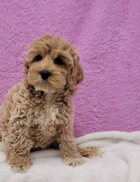 Sweet little cockerpoos ( cocker spaniel x poodle) 