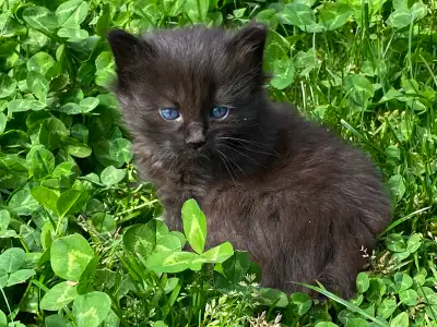 From our best guess, it may be 1 male that remains. You'll see him in Pic 1 of this post. Their mama...