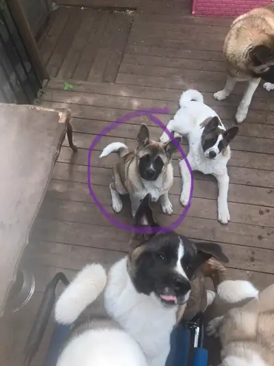 Akita  puppy looking for loving home, View more