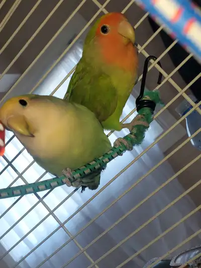 Baby Love Birds, View more