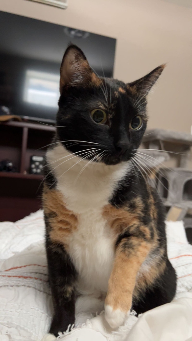 House cat Cats & Kittens for Rehoming Red Deer Kijiji