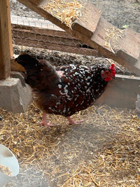 Speckled Sussex hens