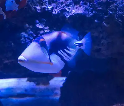 Picasso Triggerfish, View more