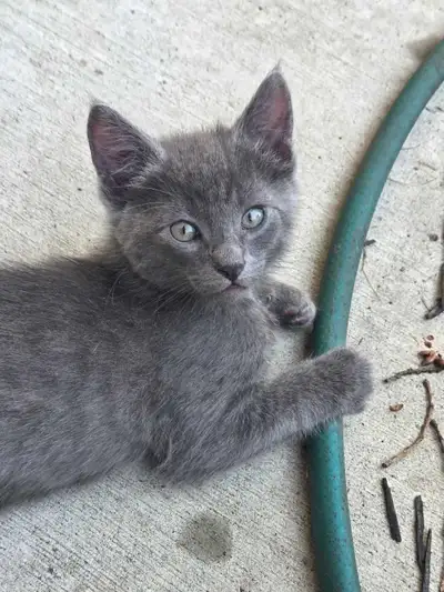 Half RUSSIAN BLUE 8 week old male kitten, View more