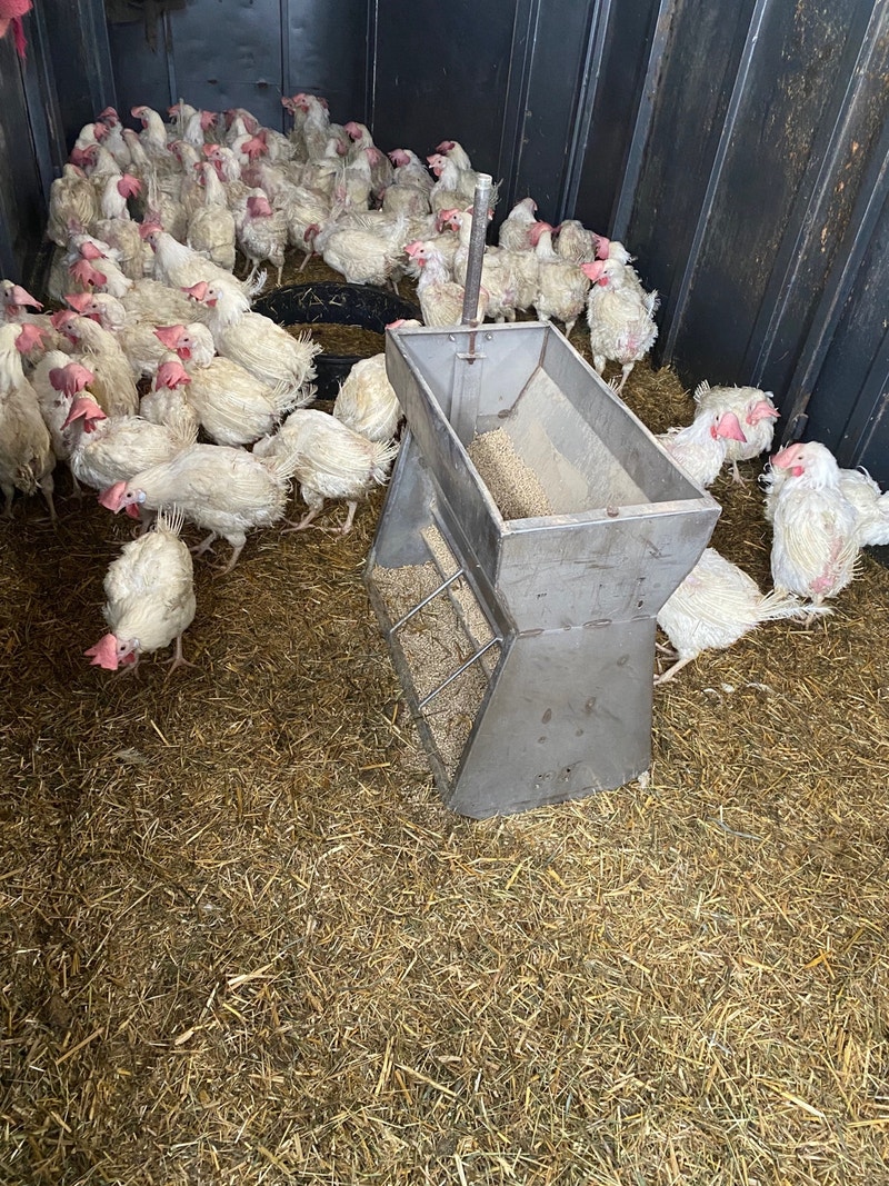 Laying hens 10months old Livestock Lethbridge Kijiji
