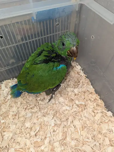 Male Baby Eclectus Parrot., View more