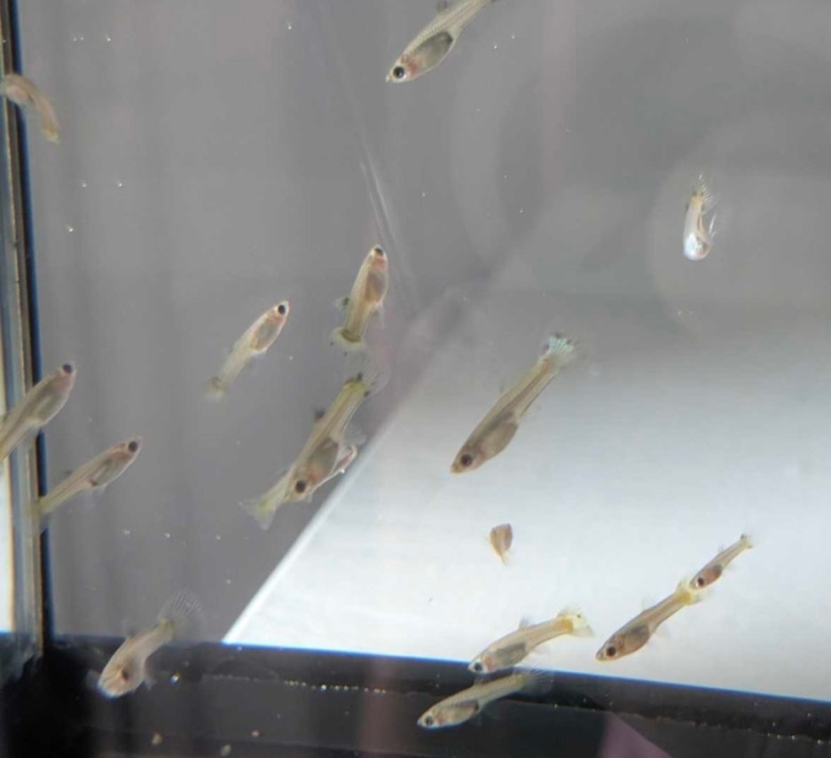 Fancy Guppy Juveniles | Fish for Rehoming | Oakville / Halton Region ...