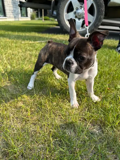 Femelle Boston terrier de 3 mois, View more