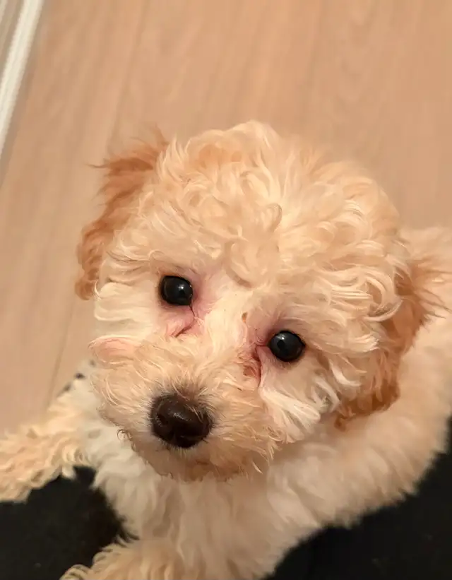 Very Sweet Lovable Cockapoo puppies in Dogs & Puppies for Rehoming in City of Toronto - Image 7