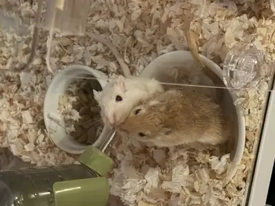 Gerbils with cage and accessories.  Gerbils are 8-9 months old, View more