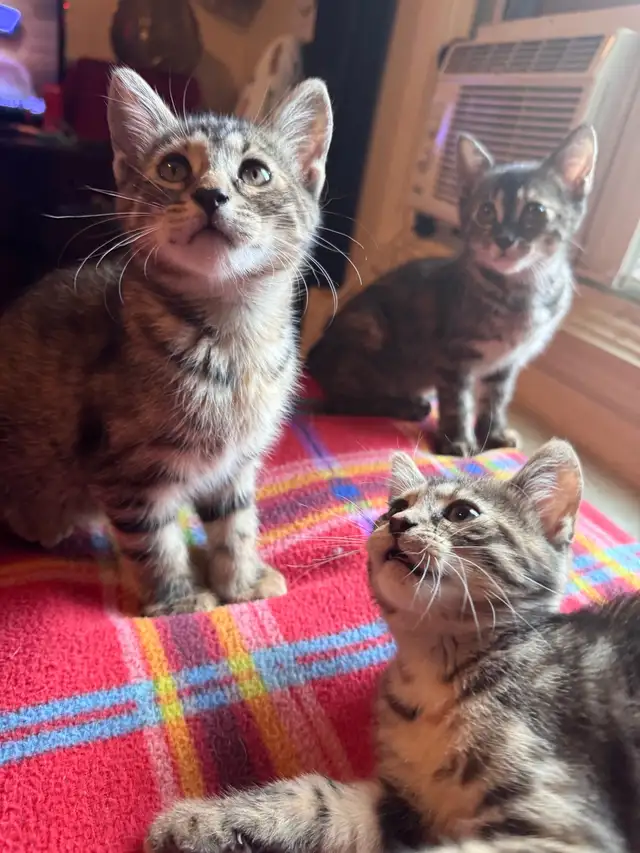 Bengal mixed adorable kittens in Cats & Kittens for Rehoming in City of Montréal - Image 5