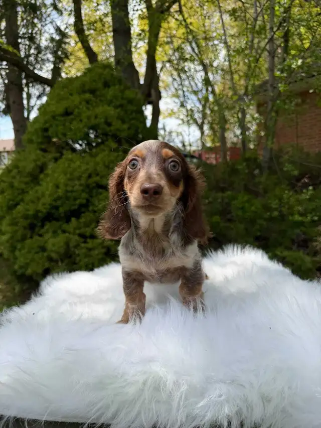 Beautiful Miniature Long-Haired Dachshund Puppy - last one in Dogs & Puppies for Rehoming in City of Toronto - Image 4