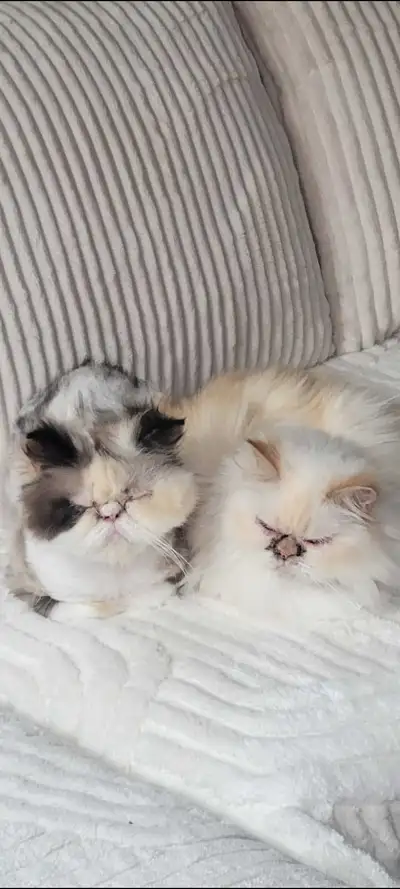 persian and Himalayan for sale, View more